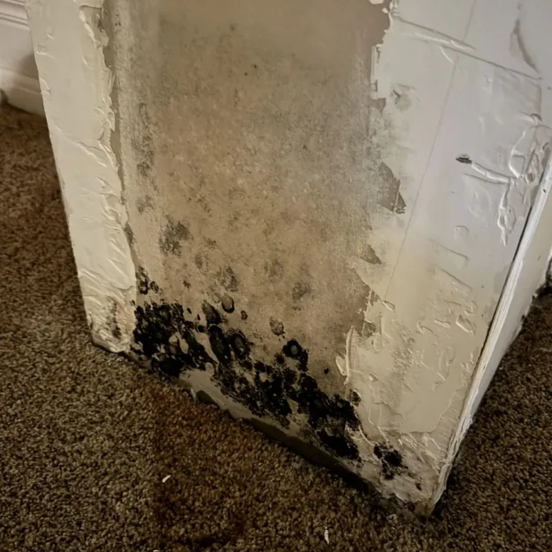 Professional Mold Removal in Greatwood, TX